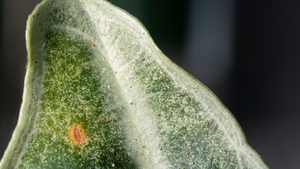How To Treat Common Pests On Houseplants