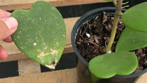 Some Single-Leaf Hoya Kerriis Take Root! Here's How To Tell