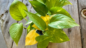 Why Are Houseplant Leaves Turning Yellow? It May Be A Sign