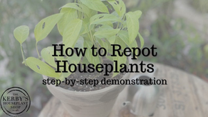 Step By Step Video Of How To Repot Houseplants