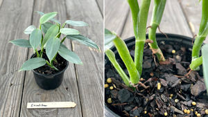 How to Chop & Repot Your Aroid