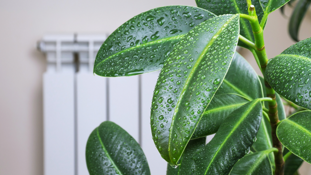 Tips For Increasing Humidity For Houseplants