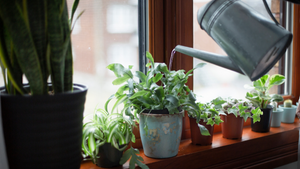 Here's Why Consistency With Houseplants Is Vital
