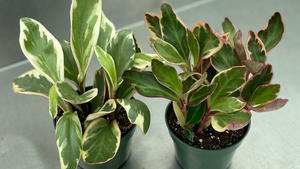 How to Make Your Peperomia Ginny More Pink