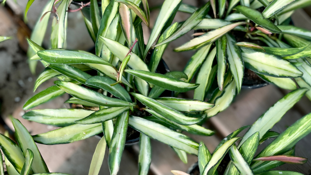 Hoyas: Tips and Tricks For These Easy-Care Plants
