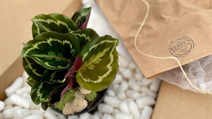 How We Package And Ship Houseplants, Step By Step