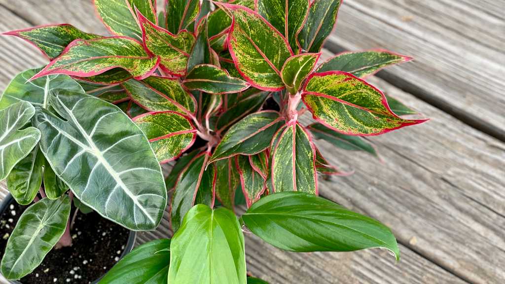 What Type Of Houseplant Fertilizer Is Best?